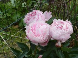 pivoine_20211127_1604019555